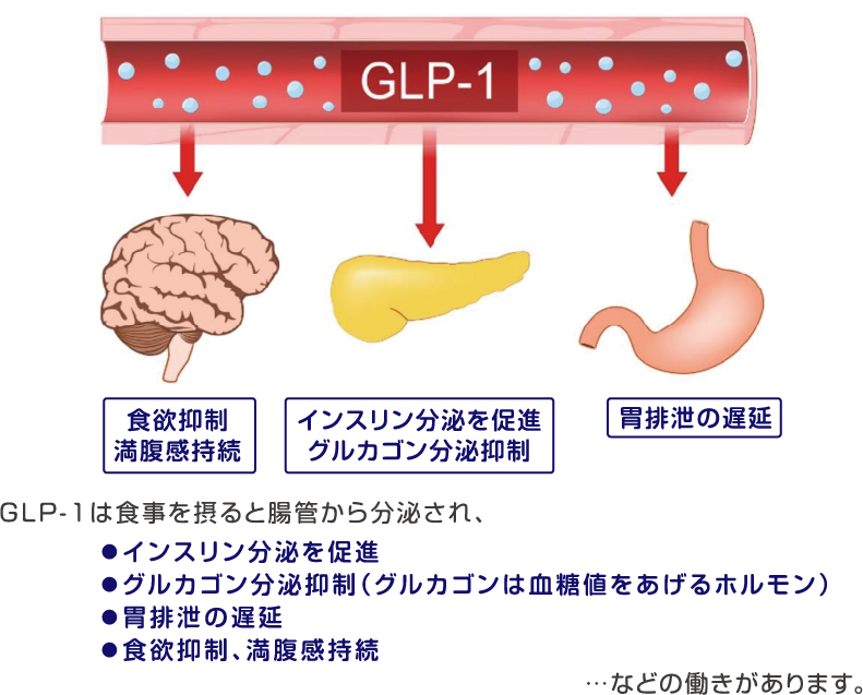 セマグルチド（オゼンピック®）の作用機序